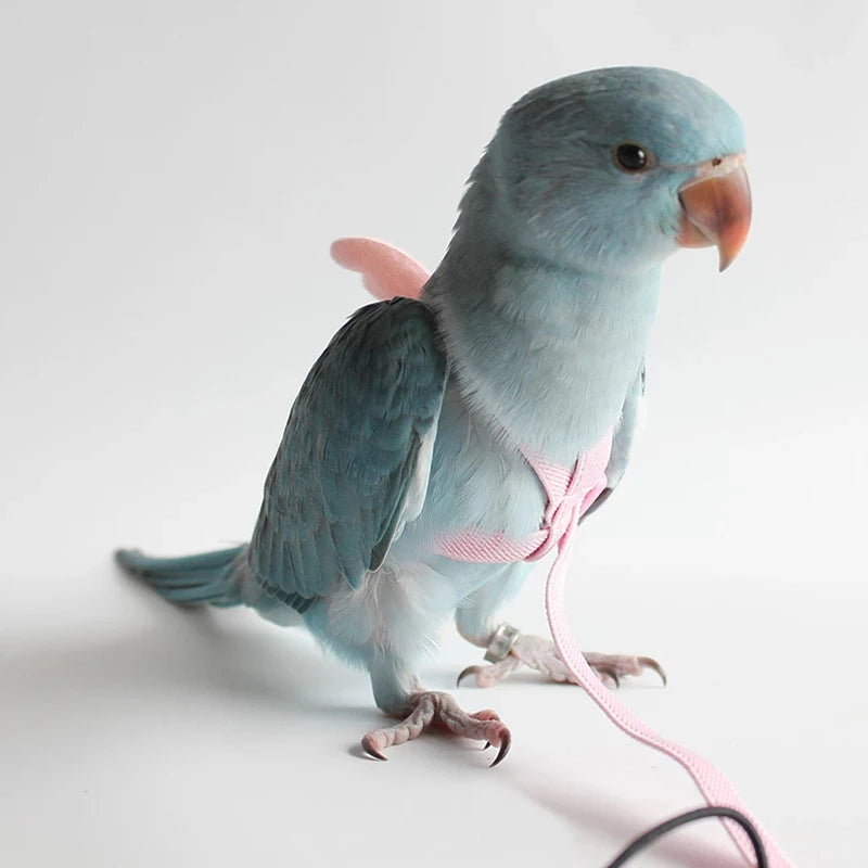 Parrot Flight Harness & Leash – Outdoor Training Suit for Budgies, Cockatiels & Macaws