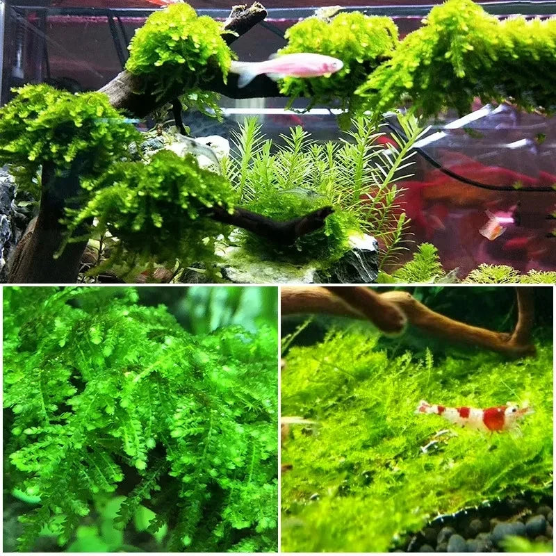 Natural Driftwood Root Aquarium & Reptile Tank Decor