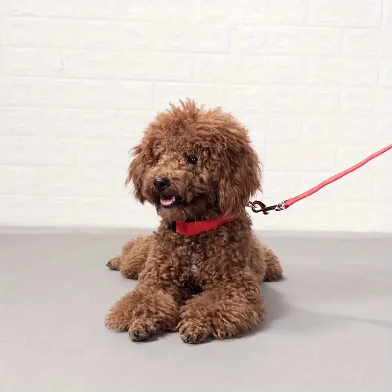 LED Glow-in-the-Dark Dog Collar & Leash – Night Safety Nylon Set