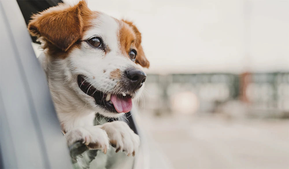 PETRAVEL Waterproof Dog Car Seat Cover – Hammock-Style Rear Seat Protector