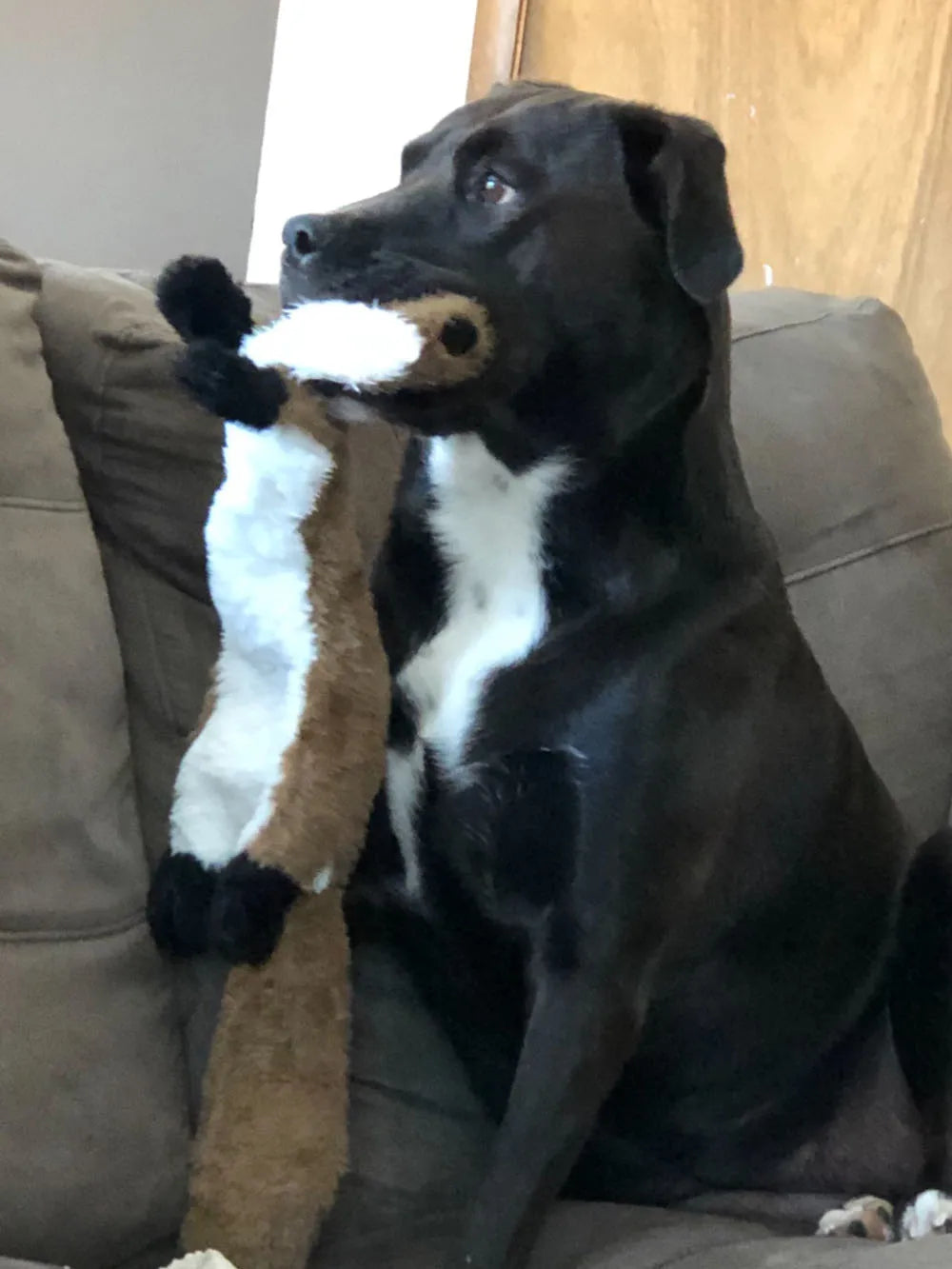 Stuffing-Free Squeaky Dog Toy – Durable Crinkle Plush Chew Toy